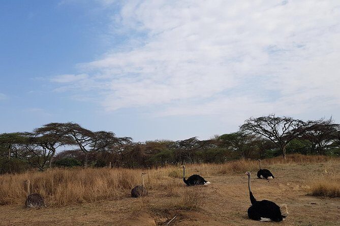 2 Days Ethiopian Rift Valley Lakes Tour from Addis Ababa - Rift Valley in a private loop: what you’re really buying