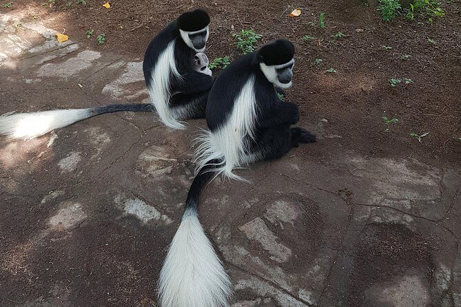 2 Days Ethiopian Rift Valley Lakes Tour from Addis Ababa - Price and value: is $845.39 per group fair?