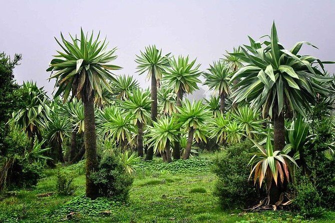 2 Days Simien Mountains Trekking - How Long You’re Really Outside: Timing and Pace You Can Plan Around