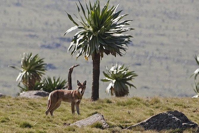 2 Days Simien Mountains Trekking - Getting From Gondar Toward Debark: The Early Drive Matters