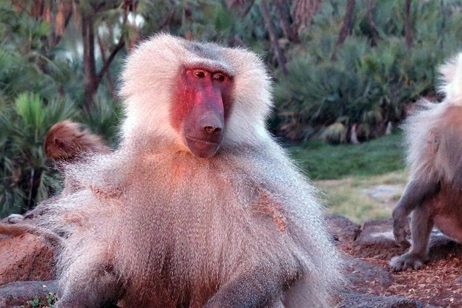 2 Days Wildlife Safari to Awash National Park - Key highlights worth knowing
