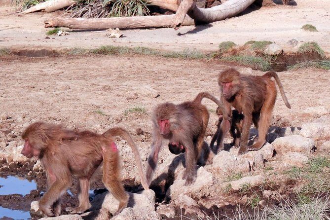 2 Days Wildlife Safari to Awash National Park - Day 1: park lunch, the Ilala Sala Plain game drive, and Awash River Falls