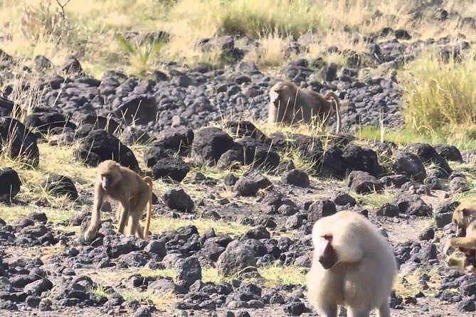 2 Days Wildlife Safari to Awash National Park - Overnight at Genet Hotel: comfort that fits the safari pace