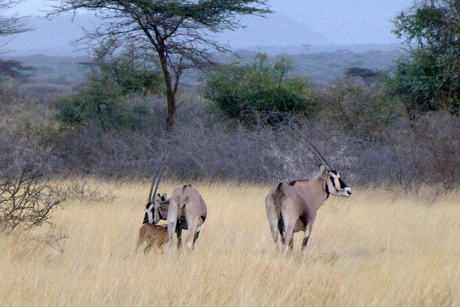 2 Days Wildlife Safari to Awash National Park - Day 2: morning game drive and why early matters