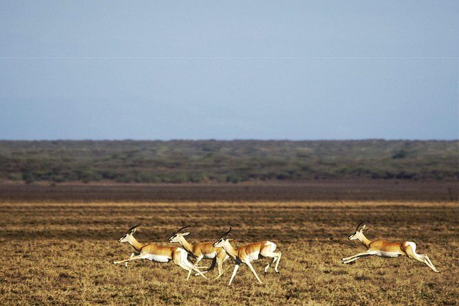 2 Days Wildlife Safari to Awash National Park - Sodere hot springs stop: a shaded reset by the Awash River