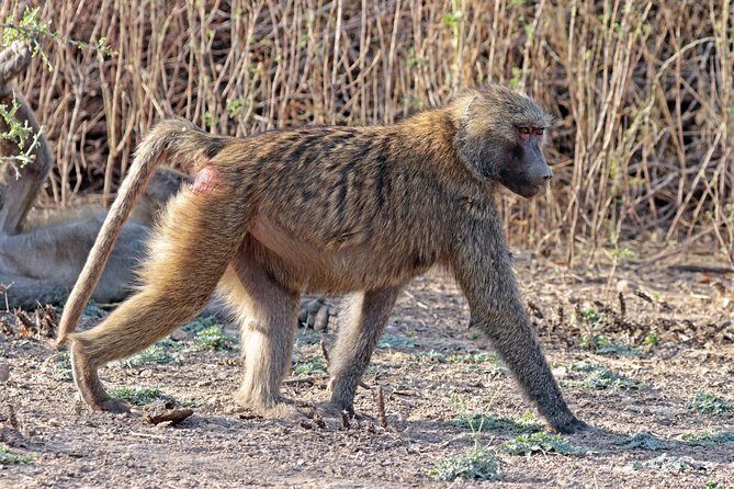 2 Days Wildlife Safari to Awash National Park - Price and what $358.98 really buys you