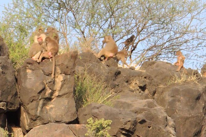 2 Days Wildlife Safari to Awash National Park - Logistics you’ll feel on the road: timing, weather, and park access