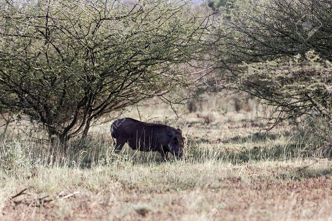 2 Days Wildlife Safari to Awash National Park - Getting there in comfort: the private ride and the 8:30 start