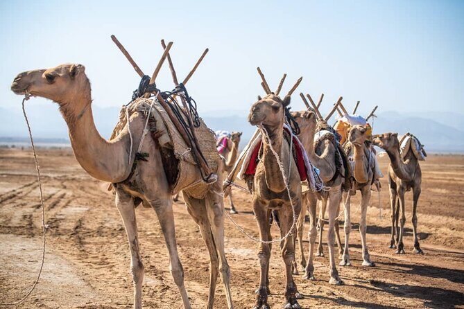 3 Day Danakil Depression Ertale and Dallol Tours - Why the Danakil Depression is different from most “extreme” trips