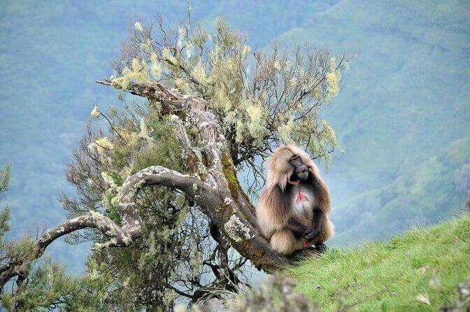 3 Day Simien Mountains Tours - Key Things That Make This Trek Worth Your Time