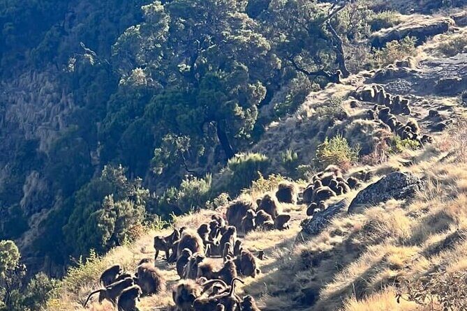 3 Day Simien Mountains Tours - Day 1 to Sankaber: Ridge Views, Acclimatization, and Coffee on the Trail