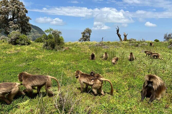 3 Day Simien Mountains Tours - Getting There: Gondar Pickup, Debark Transfers, and the 9:00 Start
