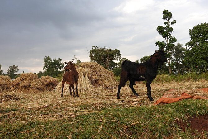 3 days, Arba Minch and Dorze - Nechisar National Park on the animal-sighting side of Arba Minch