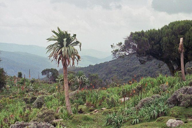 3 Days Bale Mountains Trekking - Key takeaways before you book