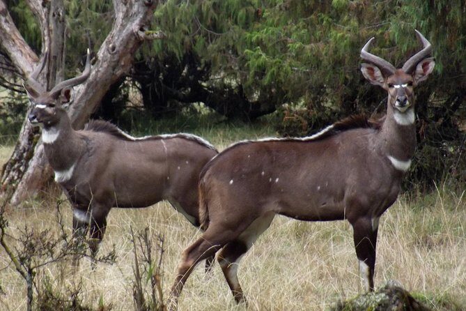 3 Days Bale Mountains Trekking - Why Bale Mountains National Park feels special at altitude