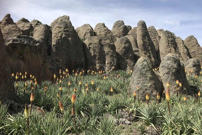 3 Days Bale Mountains Trekking - Day 2: Sanetti Plateau for Ethiopian wolves and the route via Tullu Deemtu