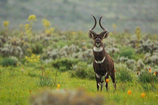 3 Days Bale Mountains Trekking - What $410.26 covers (and why it can be good value)