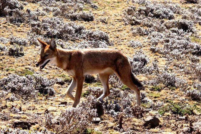 3 Days Bale Mountains Trekking - How physically challenging is it, really?