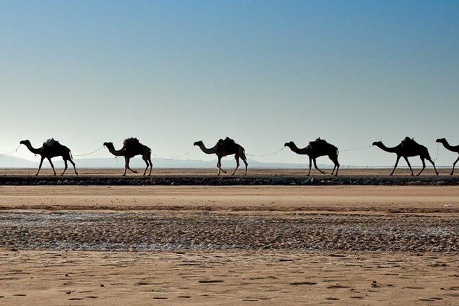 3 Days Danakil Depression Tours Via Semera - Day 3: Afdera Salt Extraction and the Return Flight