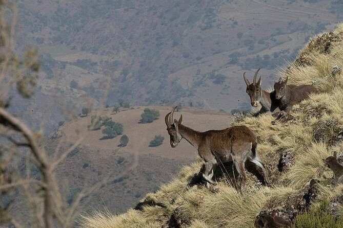 3 Days Simien Mountains Trekking - Camp life that actually helps you enjoy the trek
