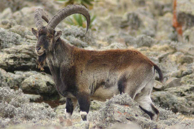 3 Days Simien Mountains Trekking - Who this trek suits best (and who should be cautious)