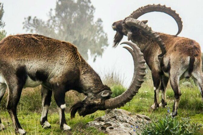 3 Days Trekking Simien Mountains Tours - Timing and Logistics: How the Gondar to Debark Start Works