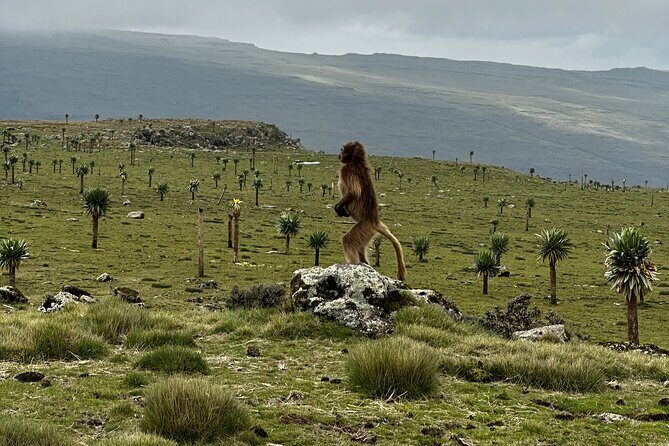 5-Day Northern Ethiopia Tour : 3D Simien Mountains Trek & Axum. - Sankober to Geech: Wazla/Koba valley walking and Jinbar waterfall views