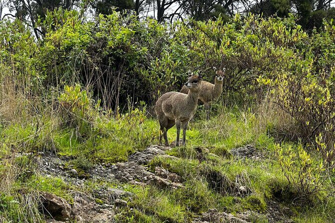 5-Day Northern Ethiopia Tour : 3D Simien Mountains Trek & Axum. - Geech to Chenek with Imet Gogo and Korbete Metia: the high-view payoff