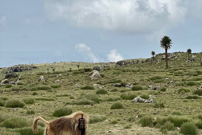 5-Day Northern Ethiopia Tour : 3D Simien Mountains Trek & Axum. - Price and value: what $471.80 covers and what you still need to budget