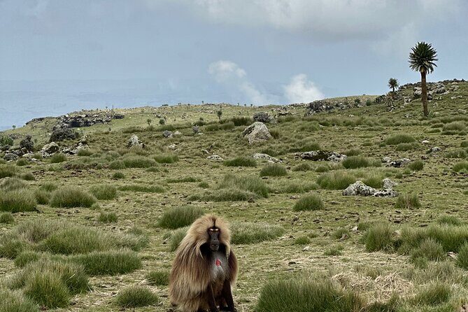 5-Day Northern Ethiopia Tour : 3D Simien Mountains Trek & Axum. - Sankober start from Debark: trekking near the escarpment edge and gelada country