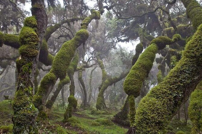 6 Days Bale Mountains Trekking - Key highlights you’ll care about