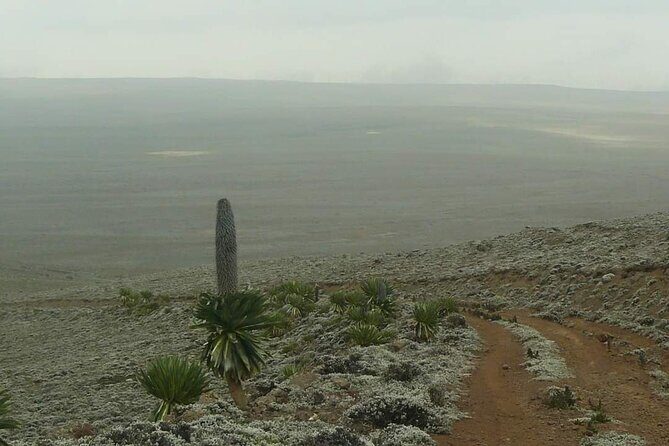 6 Days Bale Mountains Trekking - Day 5 in Harenna Forest: waterfall, bamboo trail, and Bale monkey territory