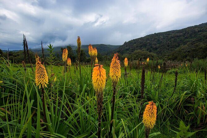 6 Days Bale Mountains Trekking - Price and what you’re really buying for $488
