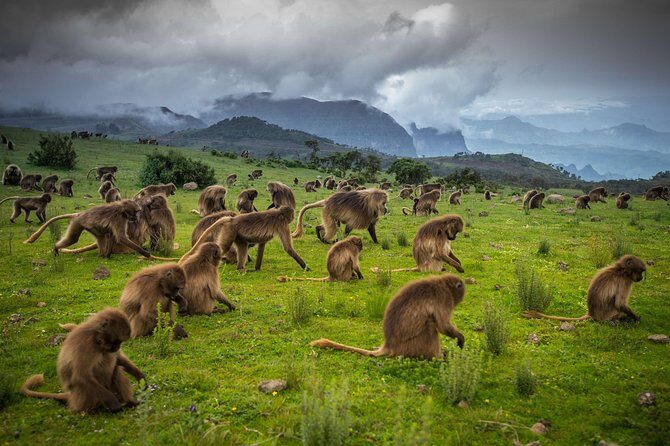 9 Days Tours To Danakil Depression, Simen MNP, Lalibela With Omo Valley Tribes - Day 6: Mago National Park day trip to see Mursi and then Hamer in Turmi