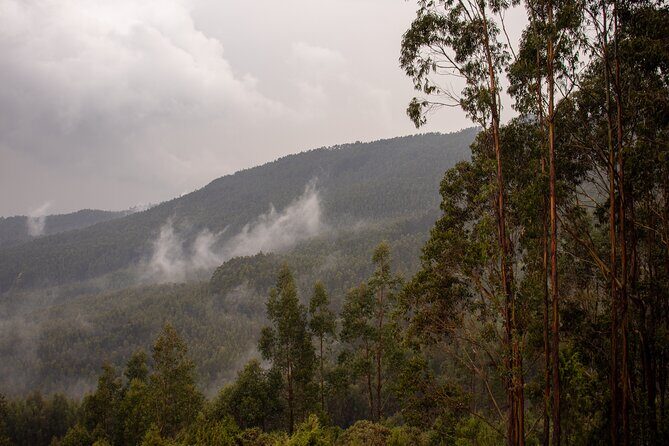 Addis Ababa Authentic Private City Tour - Entoto Natural Park at 2600 meters: the eucalyptus walk and city views