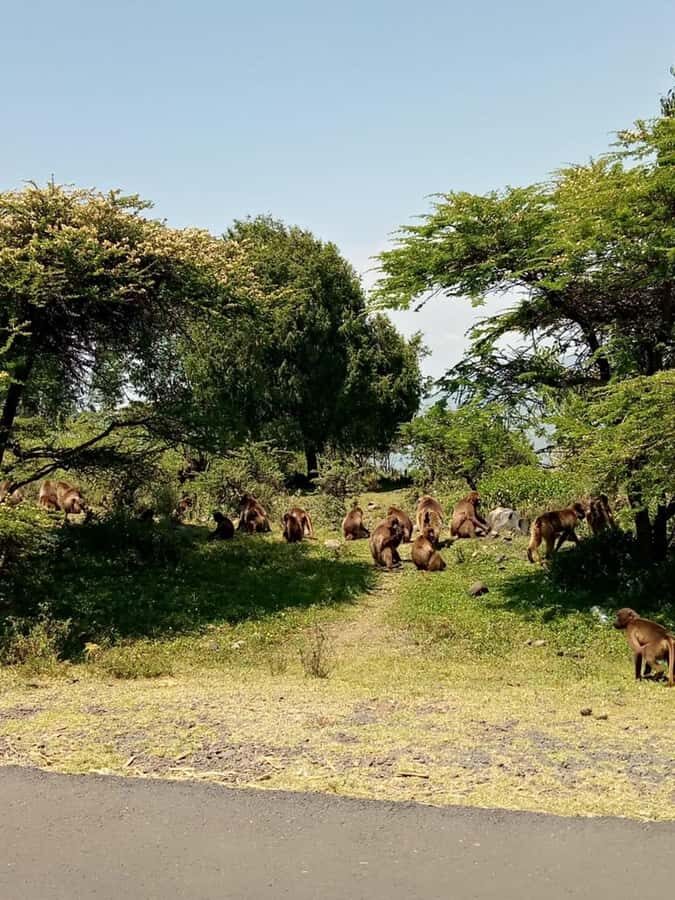 Addis Ababa: Debre Libanos, Blue Nile Gorge, and Cave Tour - Blue Nile Gorge: viewpoints that do more than impress