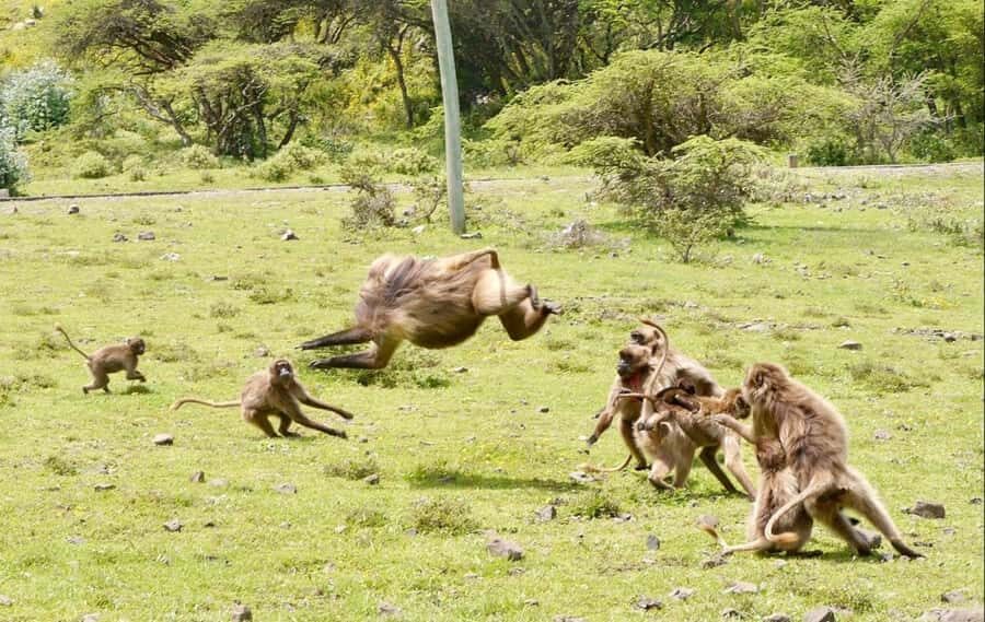 Addis Ababa: Debre Libanos, Blue Nile Gorge, and Cave Tour - Entoto Hill at 3,300 meters: the best Addis photo you can get fast