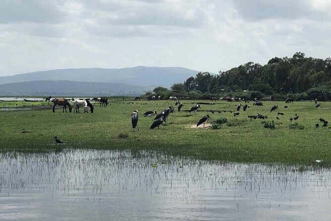 Addis City Tour & Crater Lakes excursions in Debreziet! - A quick Addis-Ababa reset: Addis and Debre Zeit in one outing
