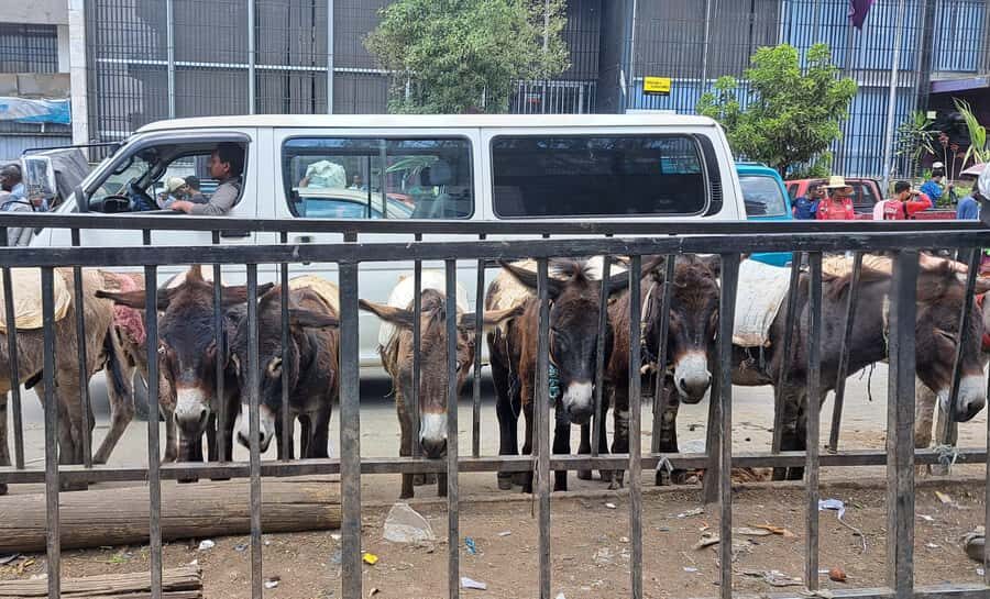 ADDISCOVERY: Addis Ababa Half-day Flexible City Discovery - Key Highlights at a Glance