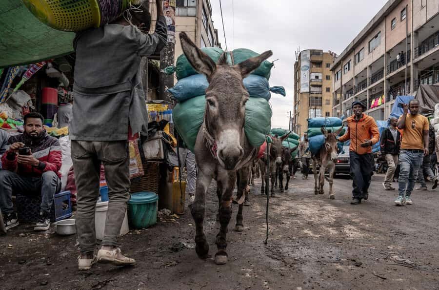 Authentic Addis Ababa City Tour with a Local Guide - Timing, Transportation, and the Walking Reality