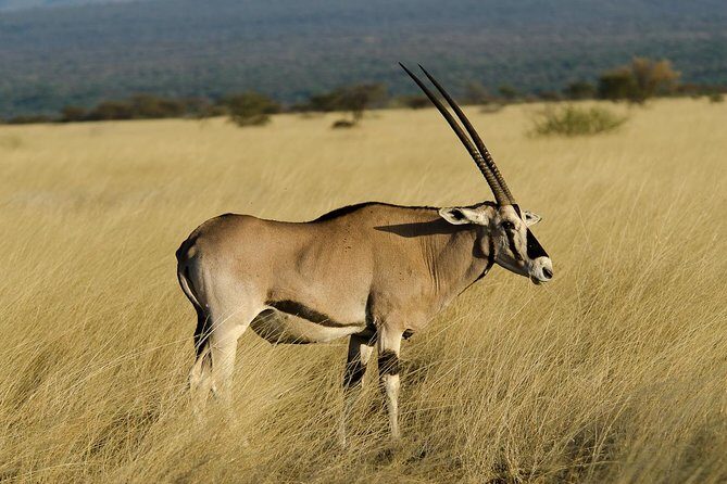 Awash National Park Tours - Key takeaways before you book