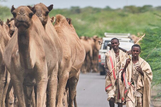 Awash National Park Tours - Evening game drive: how to think about wildlife odds