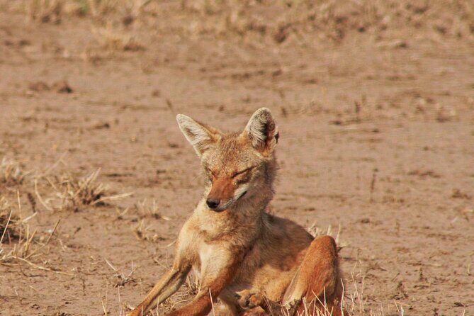 Awash National Park Tours - Overnight and Day 2: using breakfast for a clean finish