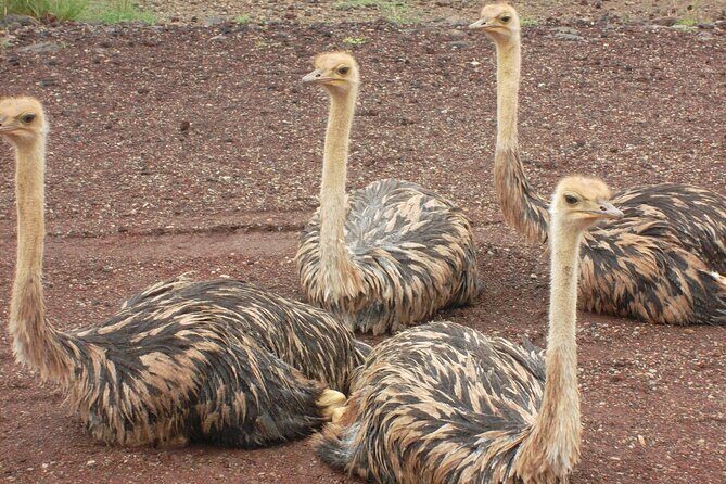Awash National Park Tours - Practical tips: dress code, meals, and physical comfort