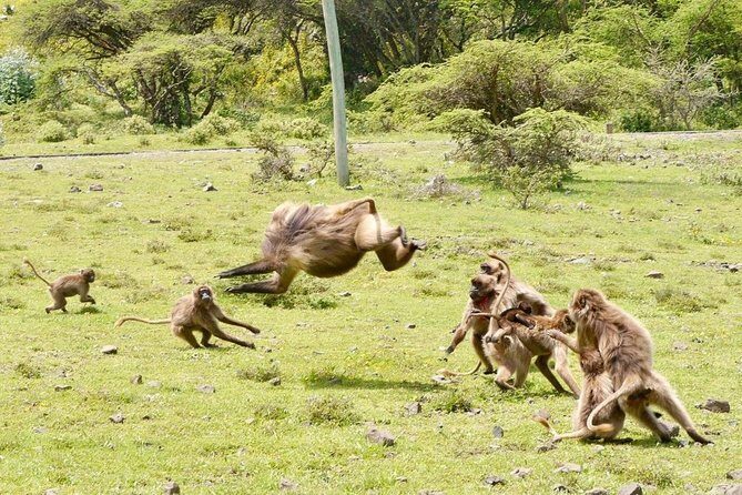 Breathtaking Nature, Wildlife and Cave Church Tour - Free Pickups - From Addis Ababa to Entoto: a fast escape into cooler air