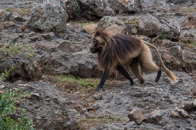 Day Trip From Addis Ababa See Historical Monastery,Stunning Nature,Animals,Birds - A Day Trip That Runs on Pickup, Not Stress (8–9 Hours From Bole)