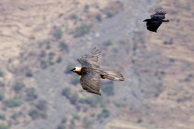 Day Trip From Addis Ababa See Historical Monastery,Stunning Nature,Animals,Birds - Coffee Ceremony and Folk Dancing: The Human Side of the Countryside Day