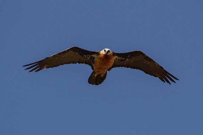 Day Trip From Addis Ababa See Historical Monastery,Stunning Nature,Animals,Birds - Who This Tour Fits Best (And Who Should Be Careful)