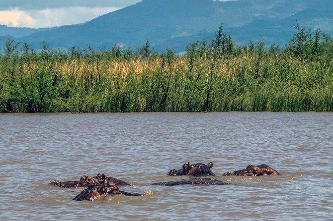 Day Trip To Lake Ziway - The morning drive from Bole Airport: comfort and Rift Valley scenery