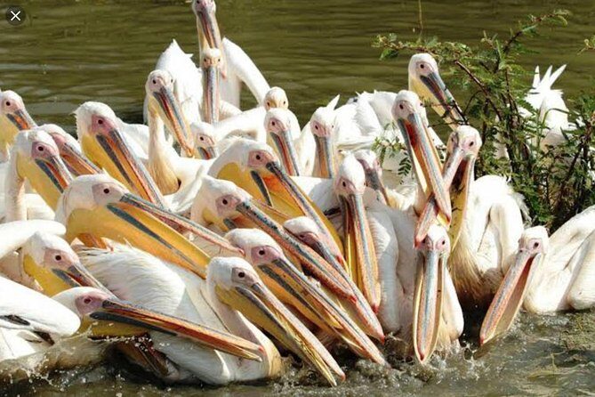 Day Trip To Lake Ziway - Bochessa wetland birding: the short stop that can feel like a highlight